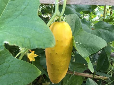 1. Cucumbers Over-Ripening. Over Ripe Cucumber. The most common reason for yellow cucumbers is simply over-ripening. Most cucumbers are ready to harvest when they are deep to bright green, depending on the variety. Cucumbers are fast growers and most varieties are ready to harvest 50-70 days after planting.